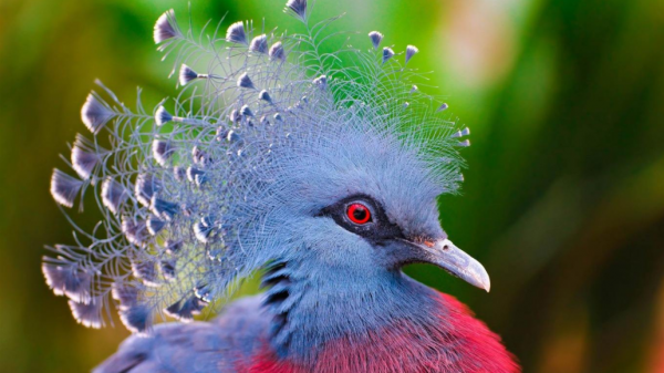 羽毛最漂亮的鴿子，和冠羽最漂亮的鴿子，你更喜歡誰？