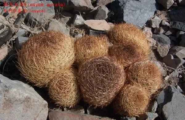 仙人球類科普之智利球屬（一）