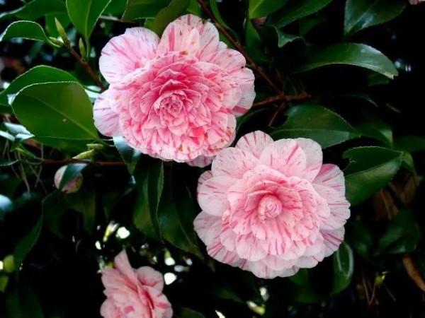 我的驚慌失措，誰又懂？