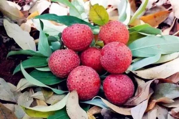 40種野果,滿滿都是兒時的味道 40種野果,滿滿都是兒時的味道