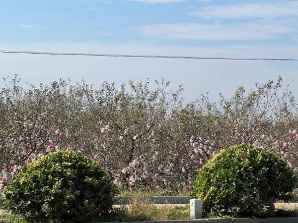 蘋果13pro的拍照效果就這？