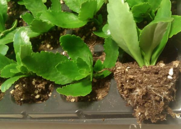 9種&OpenCurlyDoubleQuote;貴氣花&rdquo;，立春後&OpenCurlyDoubleQuote;快扦插&rdquo;，生根快，比夏天還&OpenCurlyDoubleQuote;好活&rdquo;