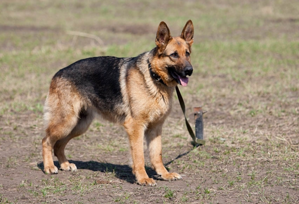 狼狽中的狽,究竟是種什麼動物?為什麼從來沒有見到過? 狼狽中的狽,究竟是種什麼動物?為什麼從來沒有見到過?