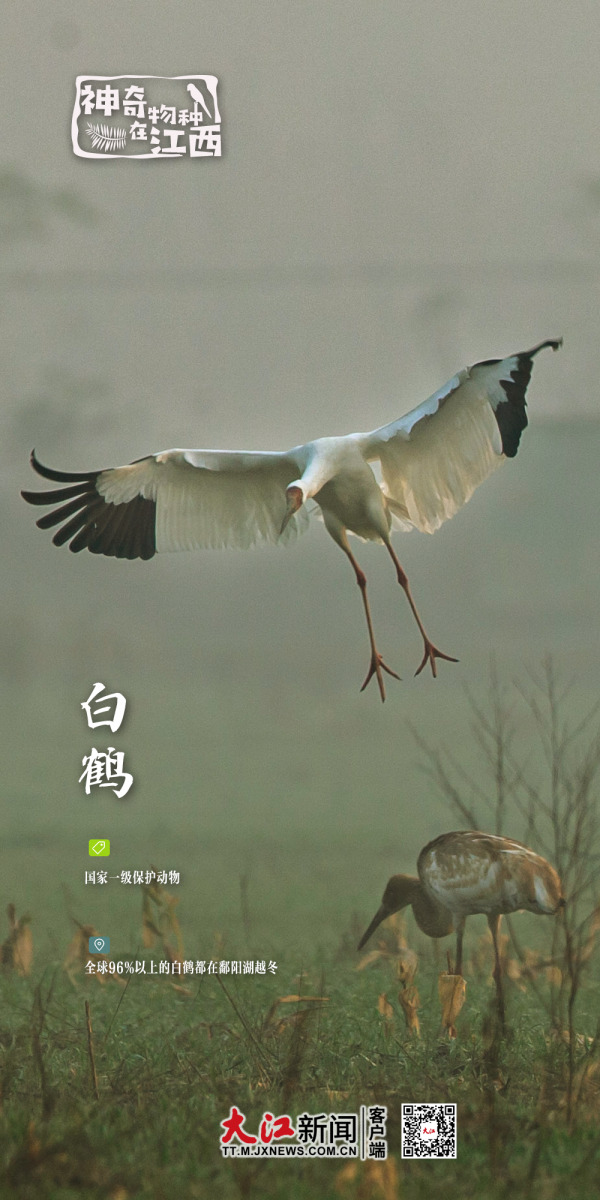 神奇物種在江西丨全球96%以上白鶴在鄱陽湖越冬