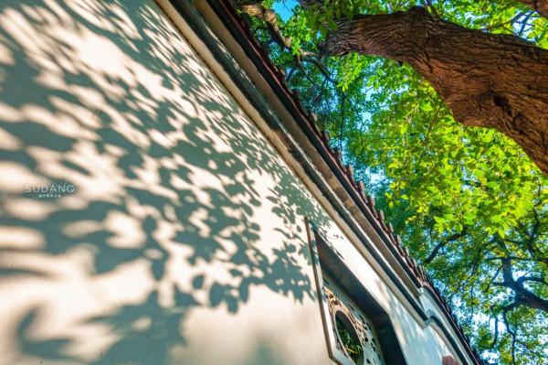 武漢最古老的一棵樹,迄今530餘年,被譽為“武漢秋天最美的樹” 武漢最古老的一棵樹,迄今530餘年,被譽為“武漢秋天最美的樹”