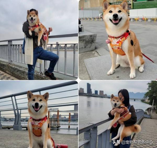 他將柴犬帶回家遭老婆威脅離婚，幾年後她的臉腫成“豬頭”