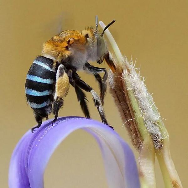 一抹藍色的小幽靈 一抹藍色的小幽靈
