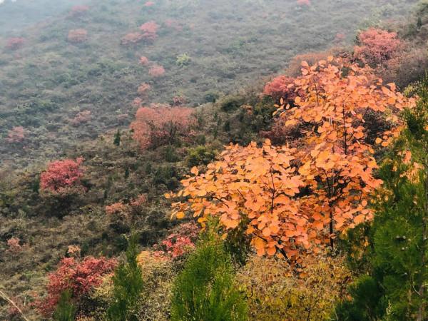 深秋登高望紅葉 深秋登高望紅葉