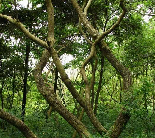 農村當柴燒,城裡高價買,這種“黃檀樹”,到底有何用? 農村當柴燒,城裡高價買,這種“黃檀樹”,到底有何用?