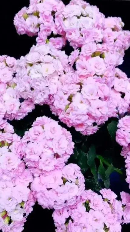 養盆長壽花送給爸和媽