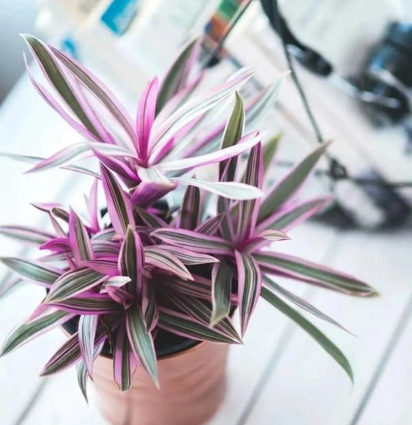 8種葉子長滿條紋的觀葉植物，很小眾的室內綠植，顏值可真不低