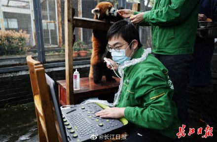武漢動物園為小熊貓做B超：&OpenCurlyDoubleQuote;糊米酒&rdquo;很健康，&OpenCurlyDoubleQuote;美美&rdquo;沒懷孕