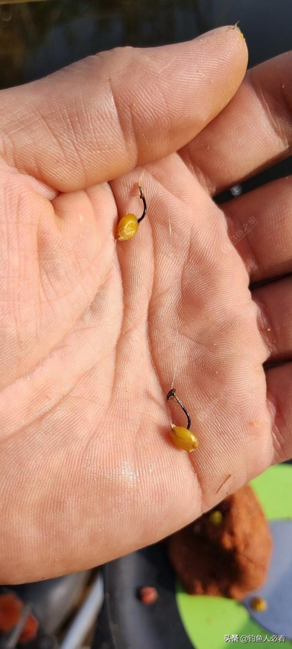 秋末時節野釣鯽魚,為何掛麥粒可以連竿 秋末時節野釣鯽魚,為何掛麥粒可以連竿