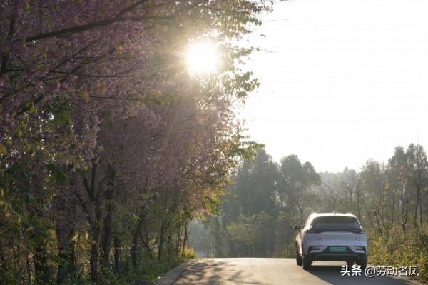 《小鳳用車生活》櫻花盛開，駕車自來