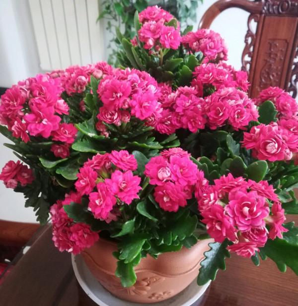 20種年宵花,高階又大氣,吉祥還旺財,現在買最便宜 20種年宵花,高階又大氣,吉祥還旺財,現在買最便宜