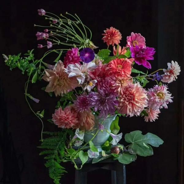 植庫‖豐富多彩的大麗花竟被冠為慘案之名？