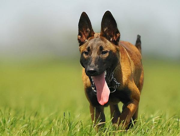 最新規定來了!這幾種狗被禁養,你最想拯救哪種? 最新規定來了!這幾種狗被禁養,你最想拯救哪種?