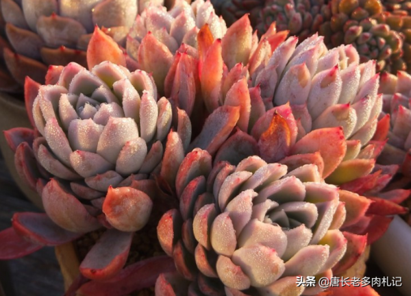 養肉養貓兩難全,為了不讓貓刨自己的多肉,大家都用了哪些辦法? 養肉養貓兩難全,為了不讓貓刨自己的多肉,大家都用了哪些辦法?