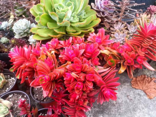 陽臺黨養這5款多肉不出狀態，真不怪咱們，沒有低溫的溫差是關鍵