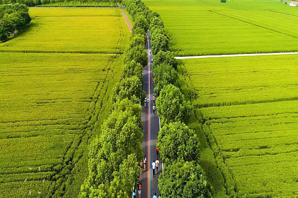 長三角這9條美麗鄉村休閒旅遊行（秋季）路線，你走過幾條？