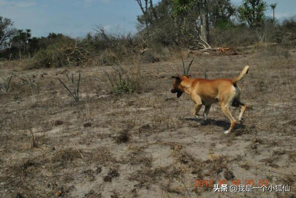 中國公司為什麼在安哥拉養狗？是為了吃肉還是看家護院？