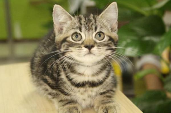 八種 常見的貓咪品種及市場價,哪種比較好養呢?你喜歡哪個? 八種 常見的貓咪品種及市場價,哪種比較好養呢?你喜歡哪個?