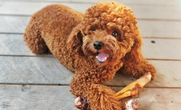 主人這些行為,會讓泰迪“討厭”,你做過嗎? 主人這些行為,會讓泰迪“討厭”,你做過嗎?