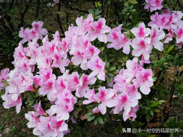 花花世界：圖書館前的映山紅