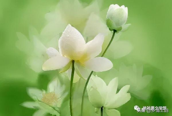 徐禎霞:棣花之荷 徐禎霞:棣花之荷