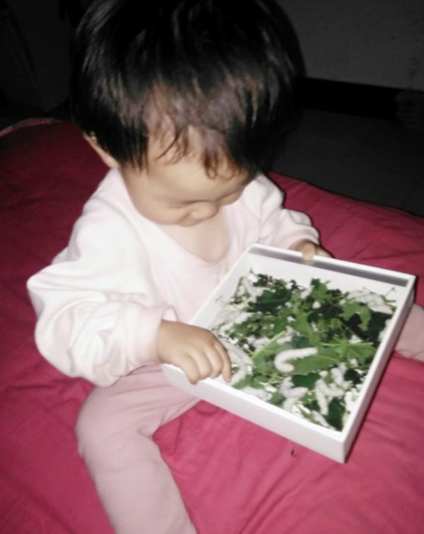 “初生牛犢不怕虎”：家裡黃鱔跑出來爸媽不敢上手，只能拜託娃了