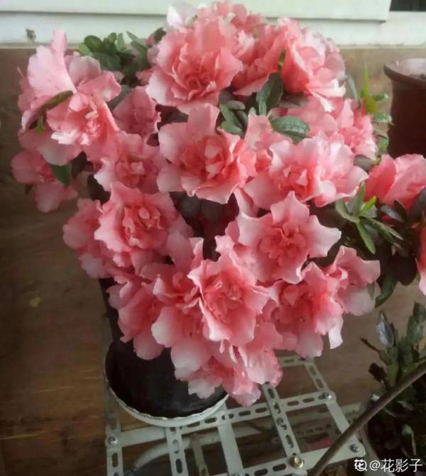 黃葉、落葉、爛根…夏天的杜鵑,太難養了 黃葉、落葉、爛根…夏天的杜鵑,太難養了