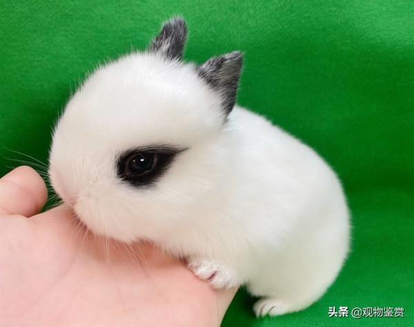 兔兔那麼可愛，為什麼要吃兔兔，下一句是什麼？