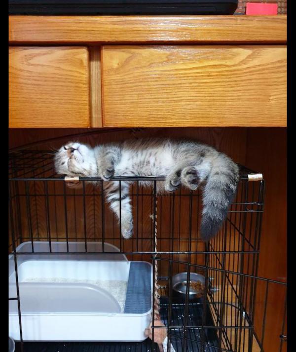 貓咪不去睡自己的窩,而是睡在籠子的上方,貓:我的生活我做主 貓咪不去睡自己的窩,而是睡在籠子的上方,貓:我的生活我做主