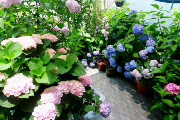 元旦前，“七種花”趕緊搬到陽臺上凍一凍，生長茂盛，花苞呼呼冒