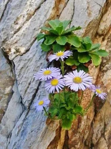 男人的夢是不是可以這樣來做？3