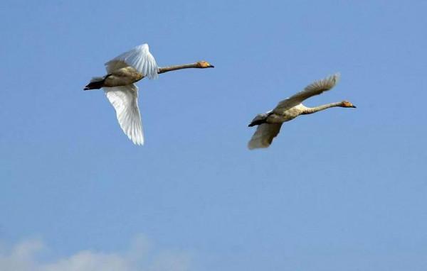 分享圖片一一比翼雙飛鳥