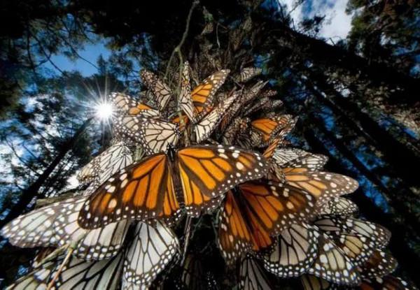 如何給古生物畫上正確的顏色 如何給古生物畫上正確的顏色