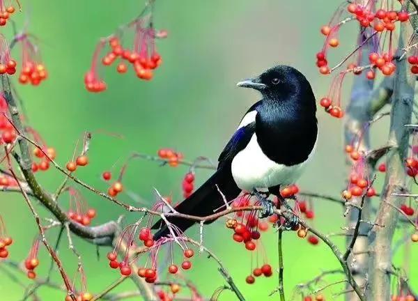 分享圖片&mdash;&mdash;喜鵲報喜鳥，喜事來咱家