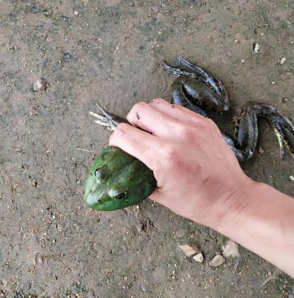 山東一男子被小魚鬧窩，一怒之下抓了只蛙撒氣，網友：“有判頭”