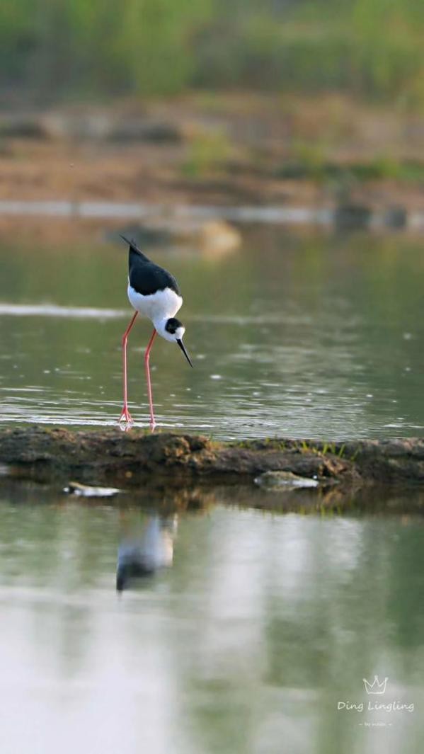 濱河溼地自然之境,鳥類“精靈”在此聚集 濱河溼地自然之境,鳥類“精靈”在此聚集
