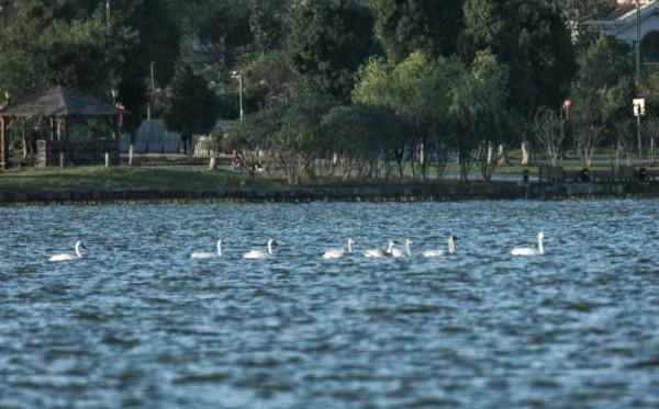 三十餘隻天鵝造訪松雅湖 三十餘隻天鵝造訪松雅湖