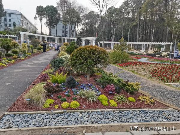 寒冬花展一一植物園百花爭迎春