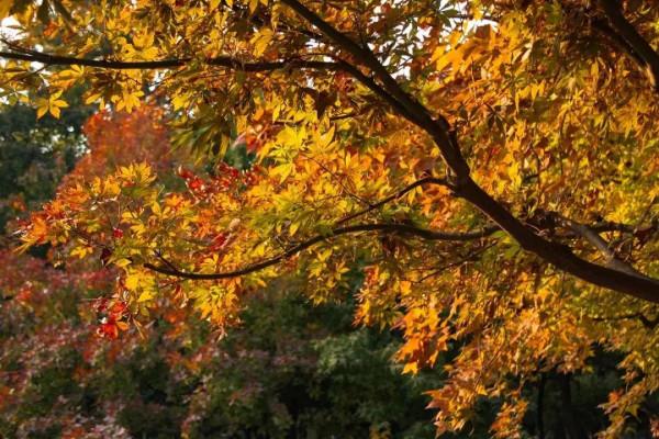 最美的五彩楓葉 最美的五彩楓葉