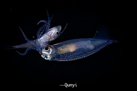 章魚已經進化5億年了，為何沒像人類一樣進化成智慧物種？