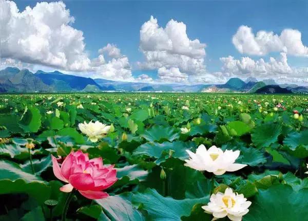 分享圖片——雲南風景如畫，美麗動人