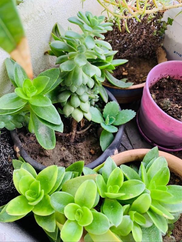 雨把小鳥趕跑了 雨把小鳥趕跑了