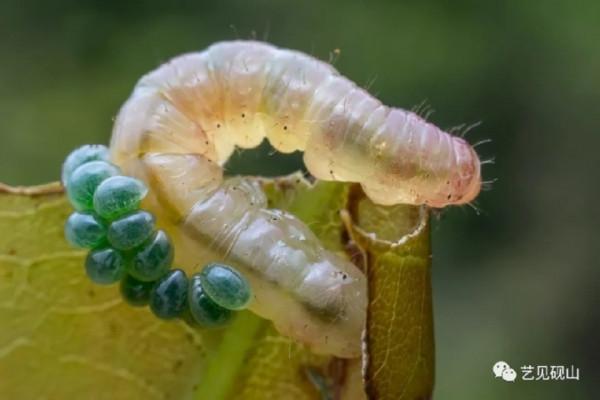 微距攝影師帶你走進沒見過的蟲蟲隱秘世界