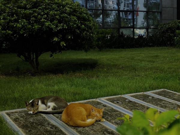 “被治癒的其實是我們”