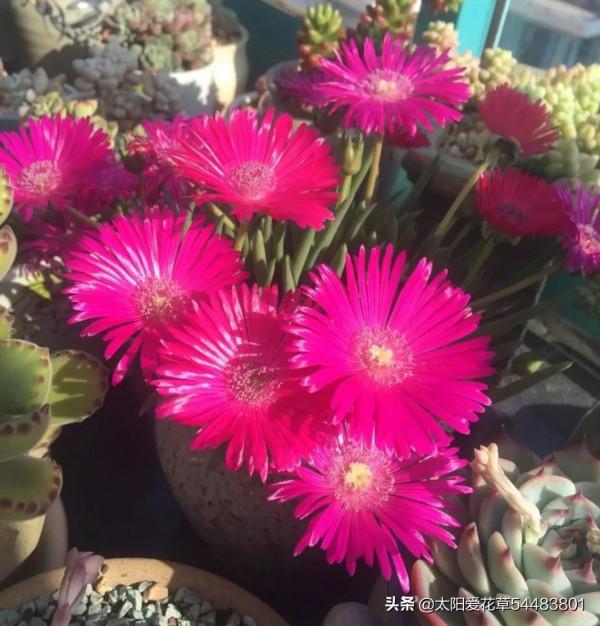 多肉奔龍怎麼養?掌握4點,株型肥美,開花美美噠 多肉奔龍怎麼養?掌握4點,株型肥美,開花美美噠