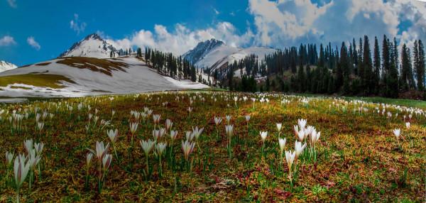 超出你想象的空中草原